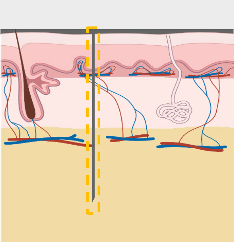Hypodermis skin layer diagram